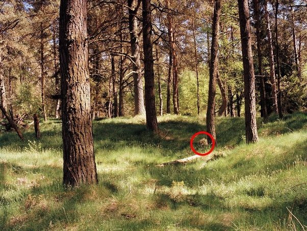 main-qimg-d03dfdfda2df4afc071376c160fdc925-c