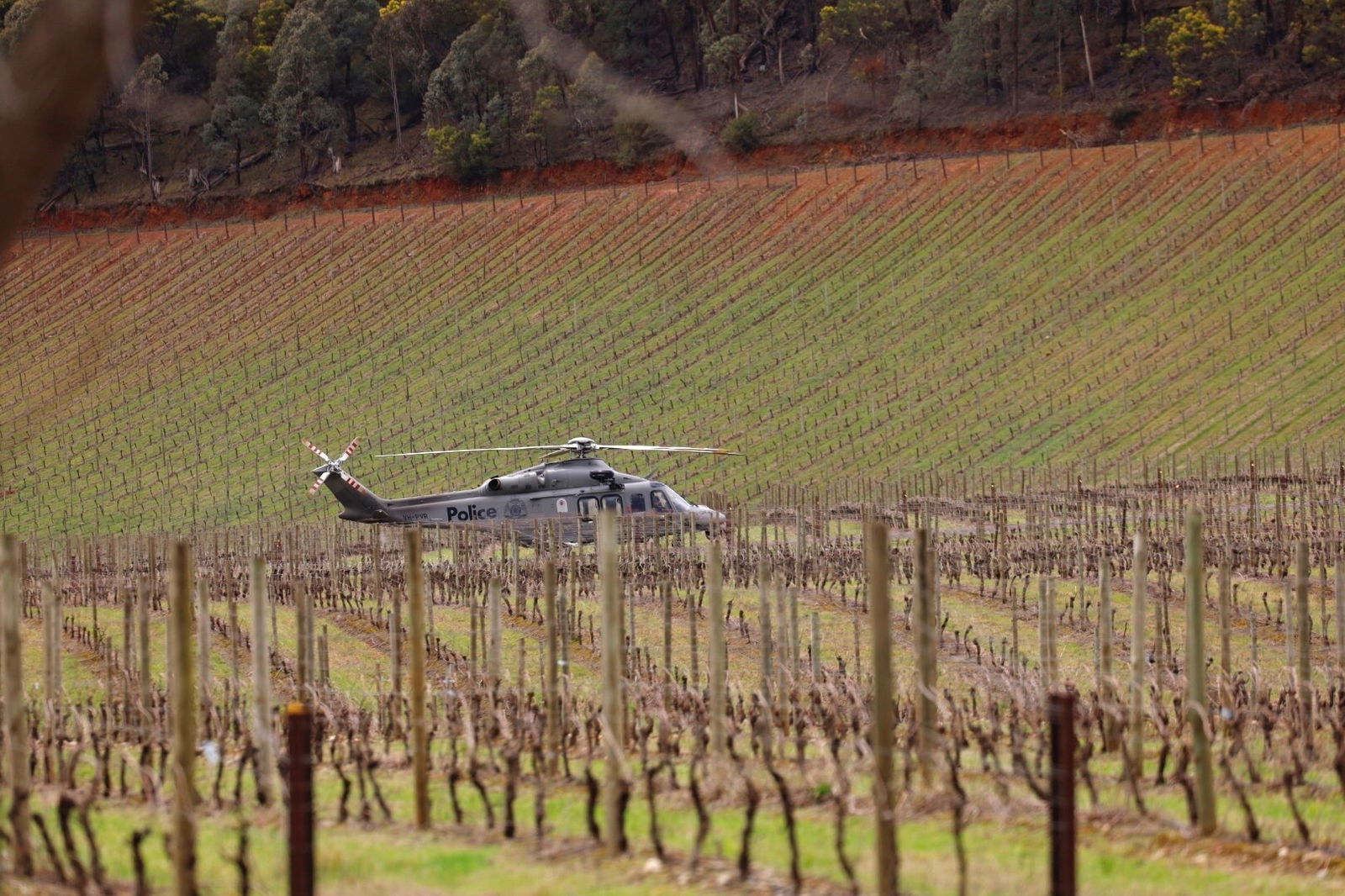 A grey coloured helicopter that says police sits behind bare vines at a winery.