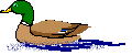 animated-duck-image-0015.gif