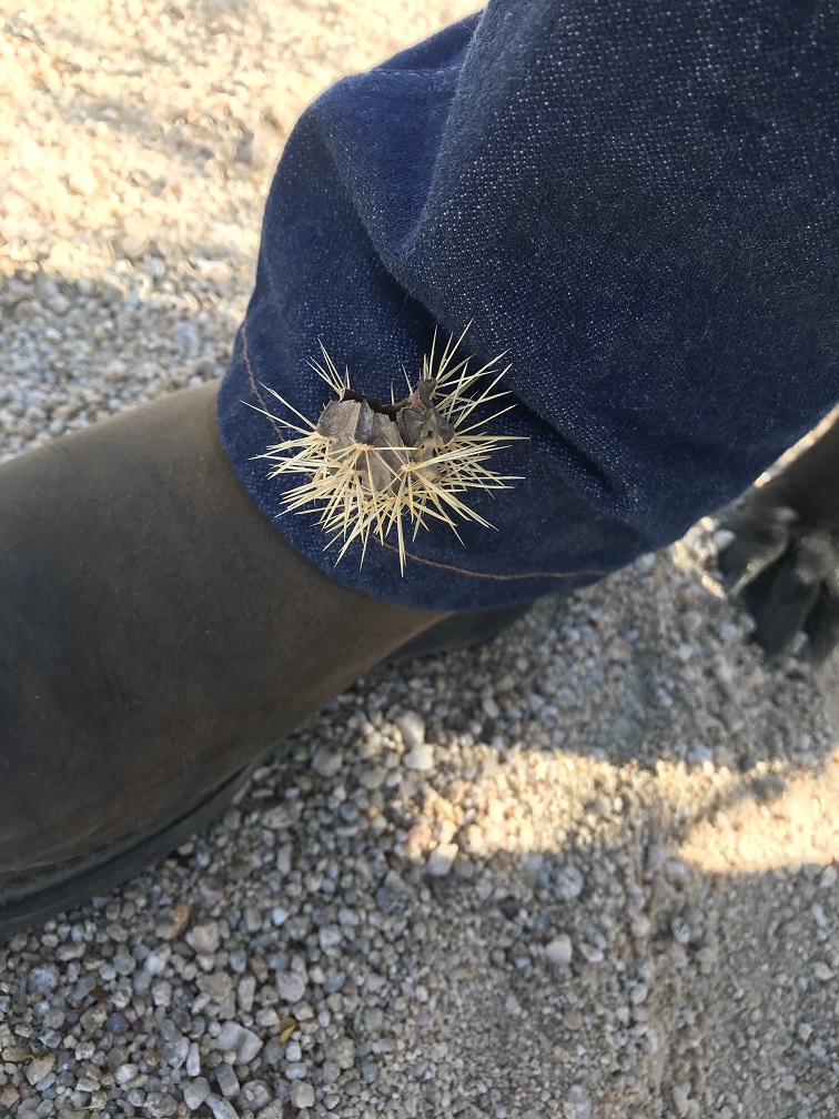 walk3-jpg.216209