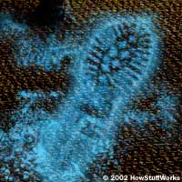 science.howstuffworks.com