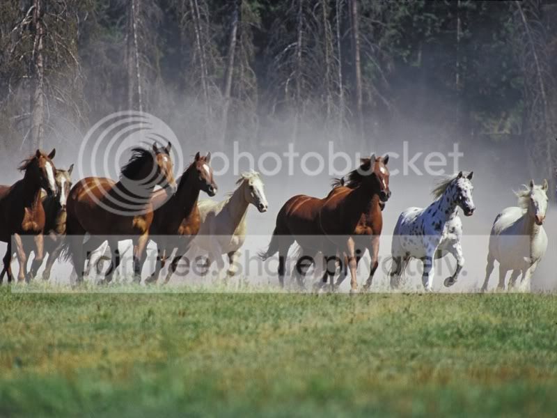 horsesrunning2.jpg