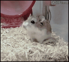 tumblr_lzaabaeXGP1r3k73wo1_250.gif