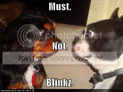 funnydogs-blink.jpg