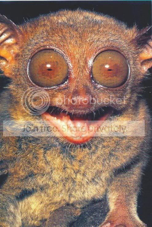 tarsiers_2-3.jpg