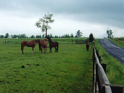 Horse3.jpg