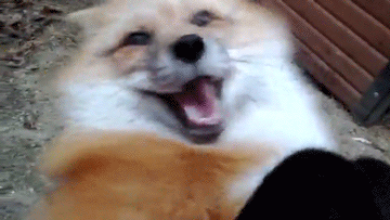 tumblr_mh3okvtjSe1ruw1vso1_400.gif