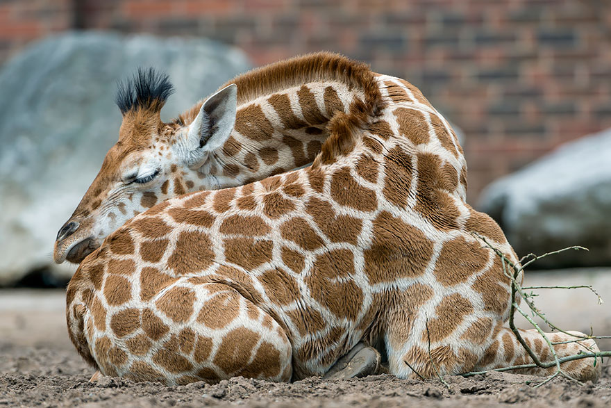sleeping-giraffes-5__880.jpg
