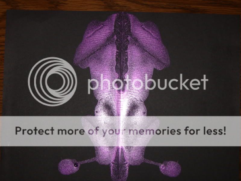 blots025.jpg