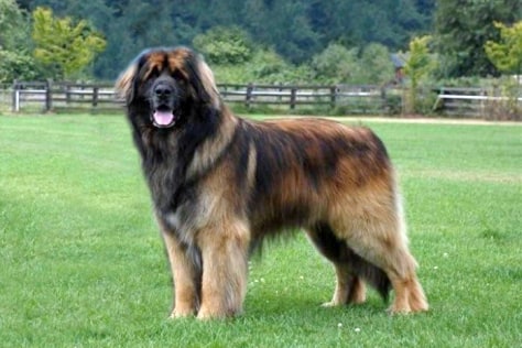 Leonberger.grid-6x2.jpg