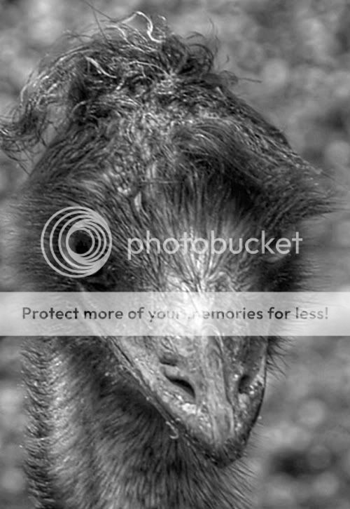 Untitled-Grayscale-01.jpg