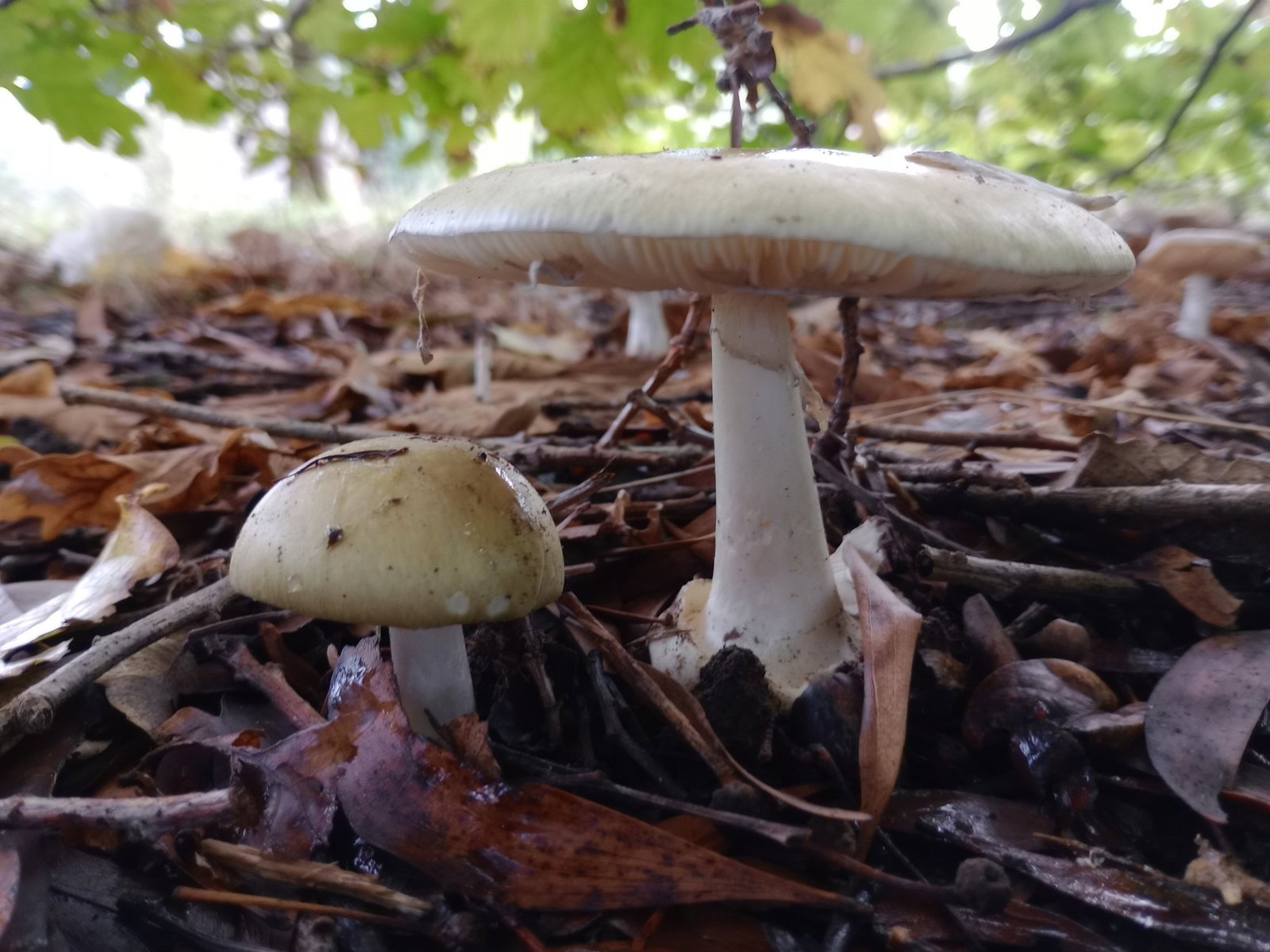A mushroom growing on a forest floor.