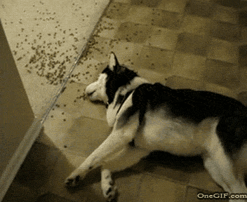 64.gif