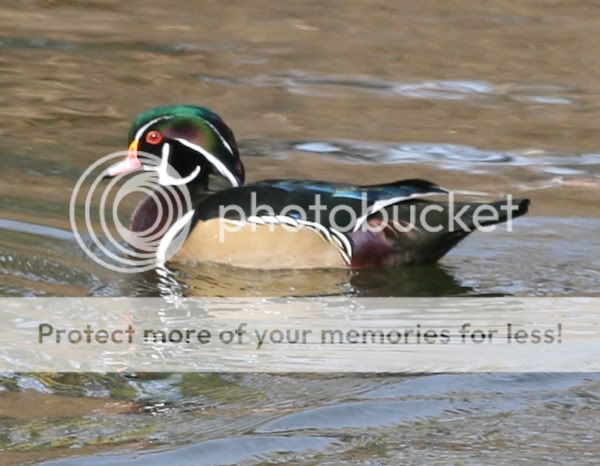 woodduck2male.jpg