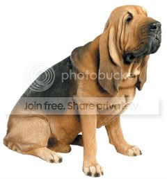 bloodhound.jpg