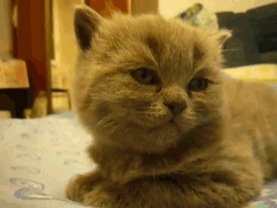 tumblr_m5z5kiKZdI1rx0dzbo1_400.gif