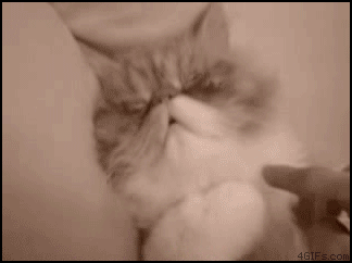 catgifpage3.gif