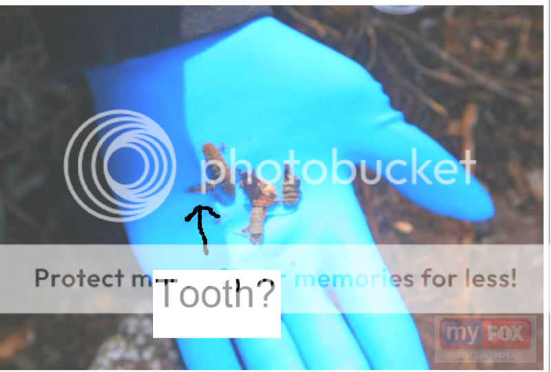 insects-1.png
