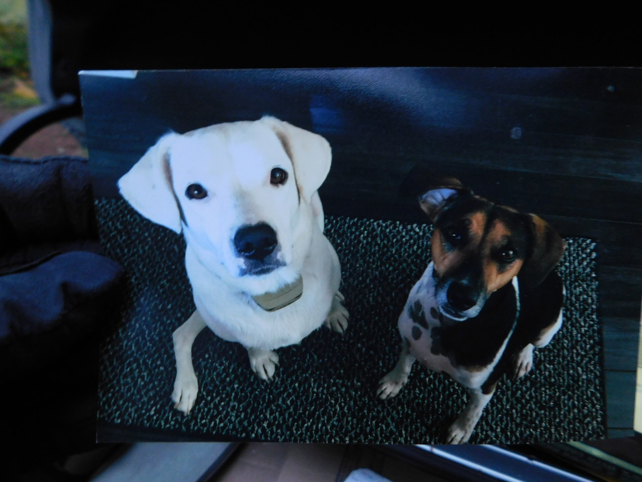 Tammys-dogs-scaled.jpg