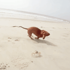 tumblr_m5b1ag3LVA1qzizmho2_250.gif