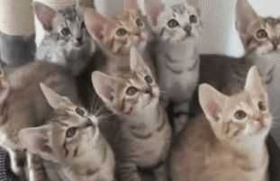 watchingtrialkittens_zpse249cc26.gif