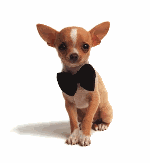 chihuahuaicon.gif