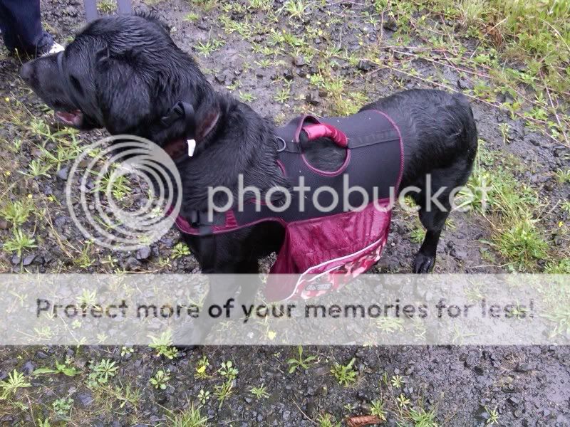 Buddy-Rain01.jpg