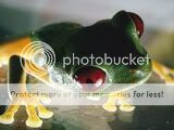 redeyed-tree-frog_683_600x450.jpg