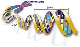 science.howstuffworks.com