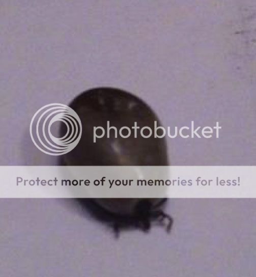 tick.jpg