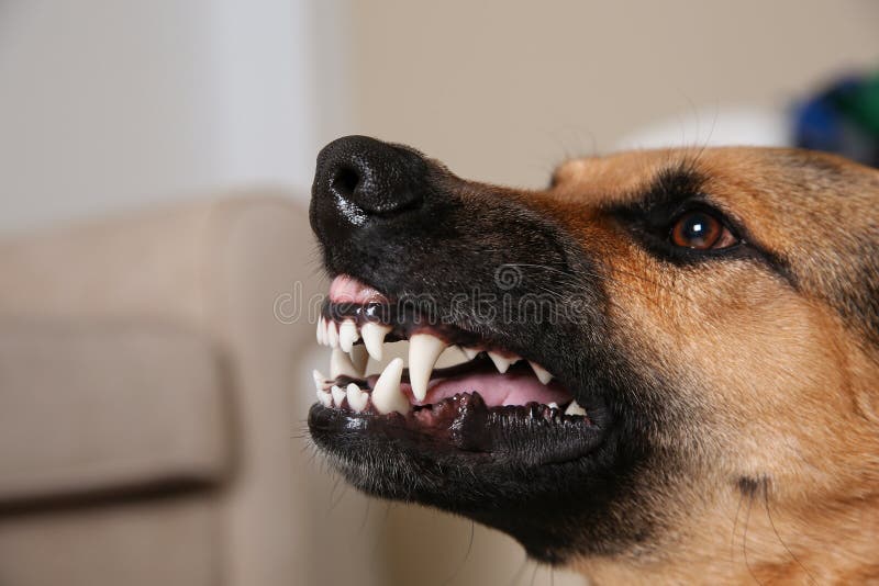 german-shepherd-dog-showing-its-teeth-indoors-closeup-138320364.jpg