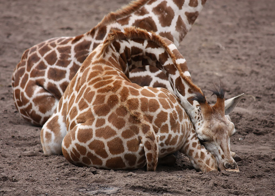 sleeping-giraffes-8__880.jpg