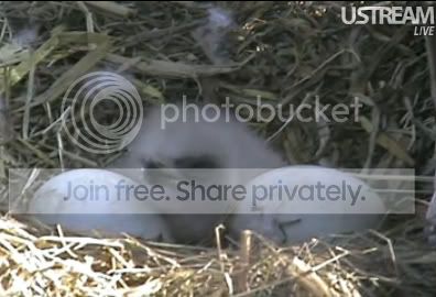 babyeagle3.jpg
