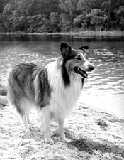 175px-Lassie.jpg