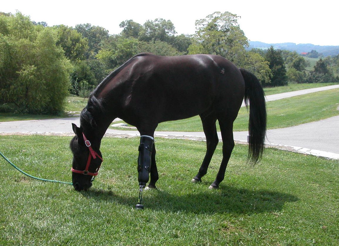 www.thoroughbreddailynews.com