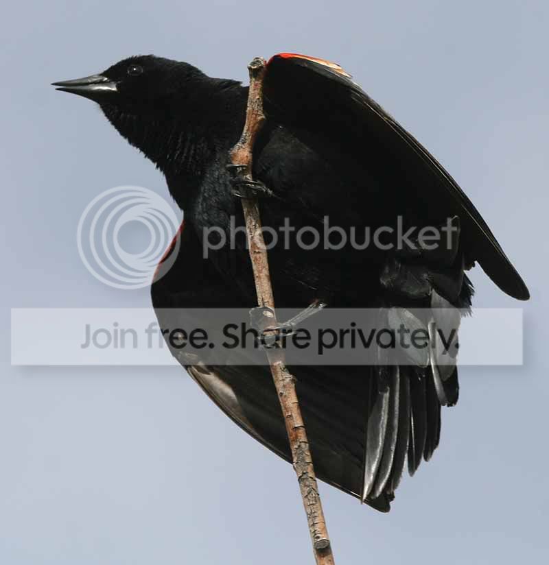 redwingedblackbird.jpg