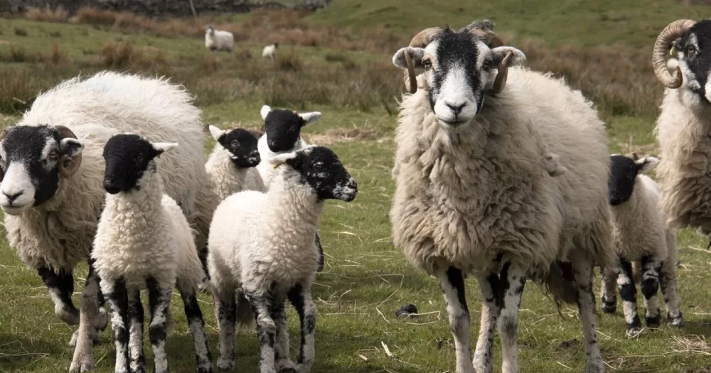 nationalsheep.org.uk