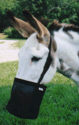 feedbagdnky.gif
