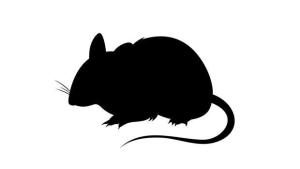 santafeautorodentcontrol.com