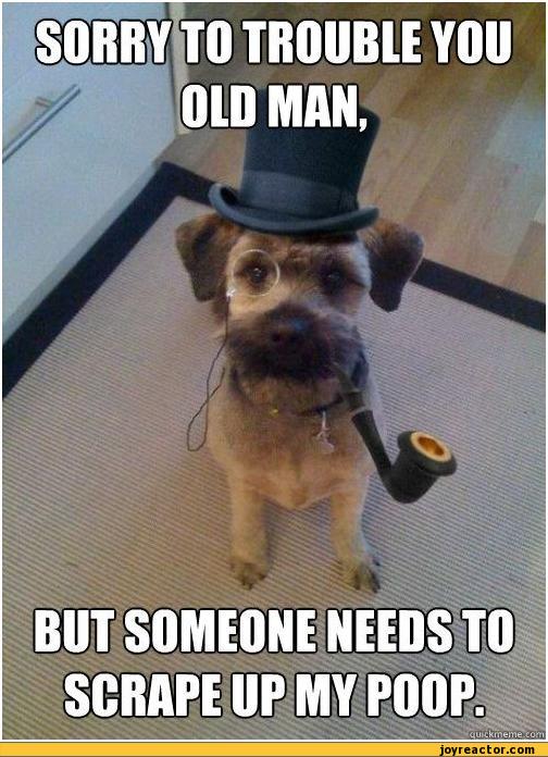 auto-gentleman-dog-man-poop-345233.jpeg