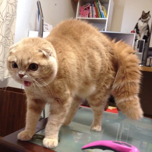 tumblr_mkau39nJmg1qh28hmo1_500.jpg