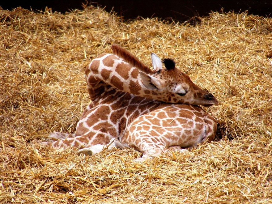 sleeping-giraffe-1__880.jpg