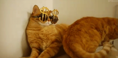 tumblr_inline_mjviqzuZzS1qz4rgp.gif