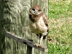 tumblr_m2g21rVfCj1r2wrwho5_r1_250.gif