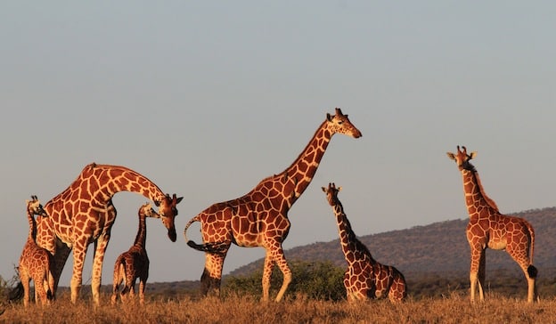 social_structure_giraffe.jpg