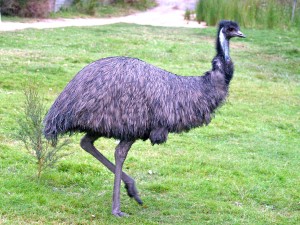 emu-1ywo6kg-300x225.jpg