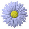 animated-flower-image-0148.gif
