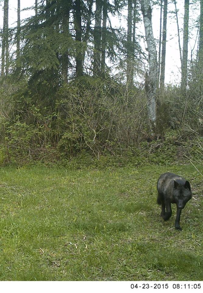 wolf.jpg