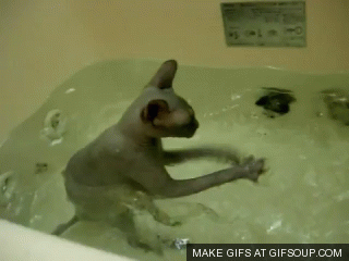 537_original.gif
