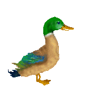 animated-duck-image-0150.gif